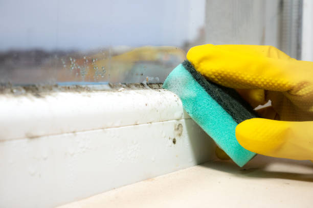 Best Black Mold Remediation in Urbana, IA