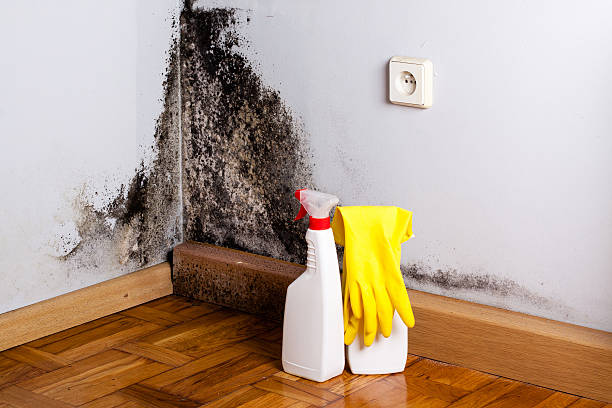 Best Insurance-Related Mold Remediation in Urbana, IA
